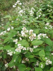 Koenigia campanulata