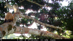 Phataginus tetradactyla