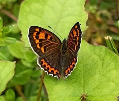 Lycaena panava