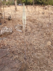 Drimia numidica