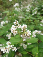 Koenigia campanulata