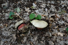 Rubroboletus legaliae