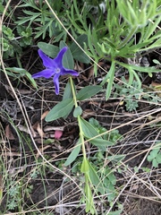 Vinca herbacea
