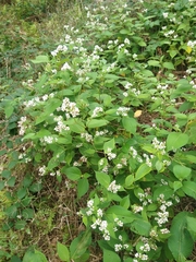 Koenigia campanulata