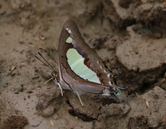 Polyura agraria