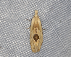 Aethes angustana