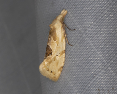 Aethes angustana