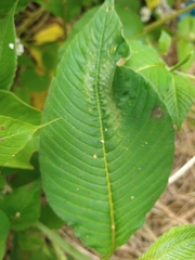 Koenigia campanulata