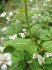 Koenigia campanulata