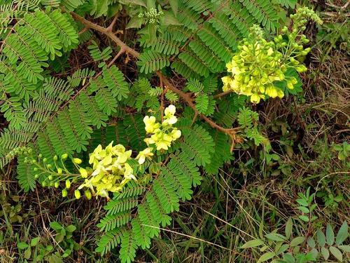 Mysore Thorn