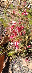Indigofera hedyantha
