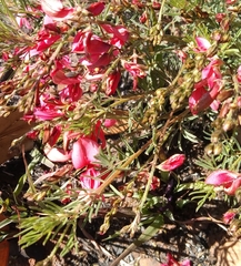 Indigofera hedyantha