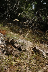 Melica transsilvanica