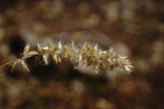 Melica transsilvanica