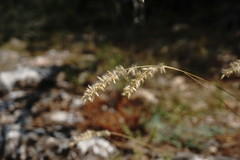 Melica transsilvanica