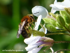 Andrena lagopus