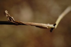 Melica transsilvanica