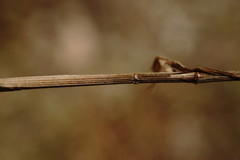 Melica transsilvanica