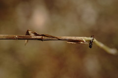 Melica transsilvanica