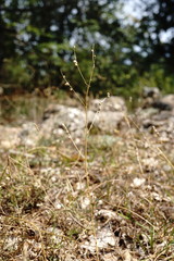 Melilotus neapolitanus