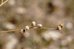Melilotus neapolitanus