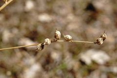 Melilotus neapolitanus