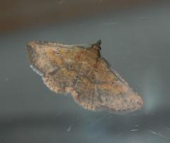 Cerynea thermesialis