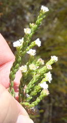 Erica fimbriata