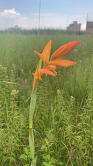 Dichromanthus aurantiacus