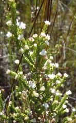 Erica fimbriata
