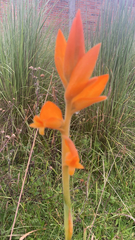 Dichromanthus aurantiacus