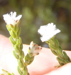 Erica fimbriata