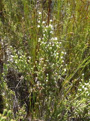 Erica fimbriata