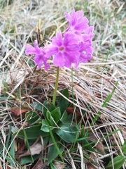 Primula glaucescens