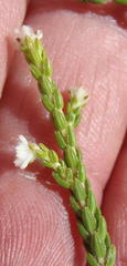 Erica fimbriata