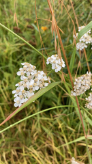 Achillea millefolium