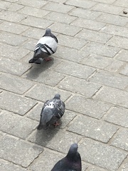 Columba livia domestica