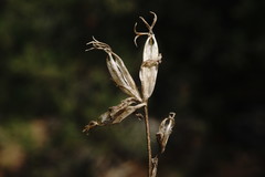Legousia hybrida