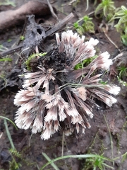 Thelephora penicillata