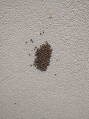 Insecta