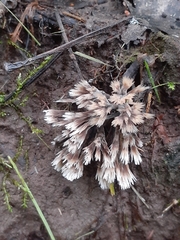 Thelephora penicillata