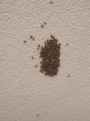 Insecta
