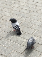 Columba livia domestica