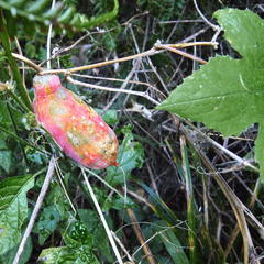 Zehneria scabra