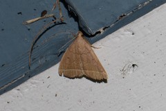 Zanclognatha marcidilinea