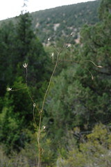Crepis pulchra