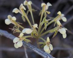 Pelargonium luteolum