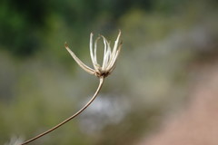 Crepis pulchra
