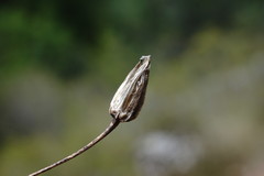 Crepis pulchra