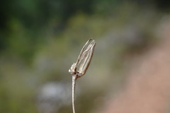 Crepis pulchra